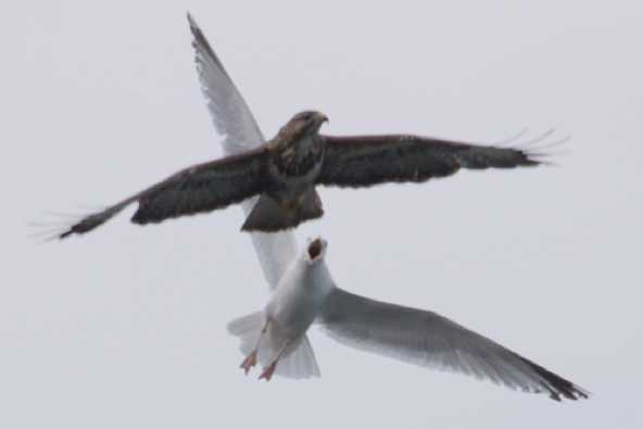 08 July 2023 - 17:56:53

----------------------
Buzzard vs seagull